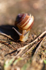 snail on a leaf © salamandra