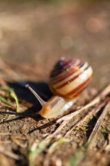 snail on a leaf © salamandra
