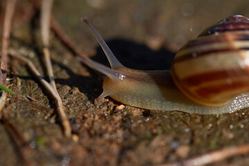 snail on a leaf © salamandra