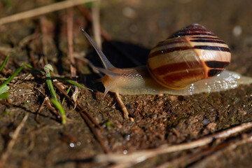 snail on a leaf © salamandra