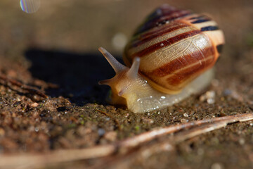 snail on a leaf © salamandra