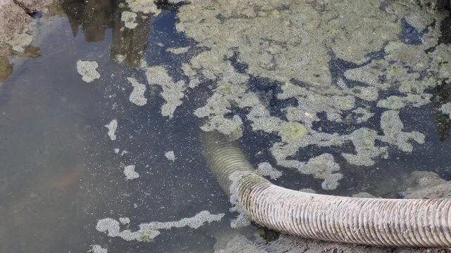 Close up of Spiral Hose Suctioning Dirty Wastewater and Algae in a Pond.