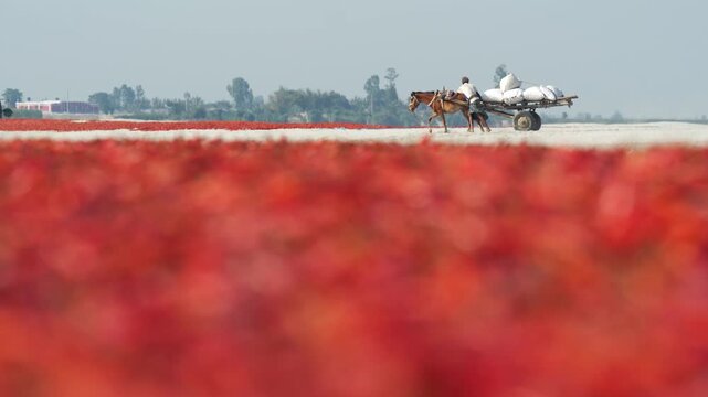 Bogura, Bangladesh - 12 May 2026: View of a man pushing a horse-drawn cart loaded with sacks across a path with red chili peppers drying in the foreground.