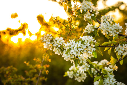 Wei&szlig;e Bl&uuml;ten im Gegenlicht der Sonne im Sommer