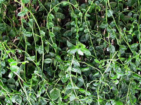 Basella alba or Malabar spinach plant image