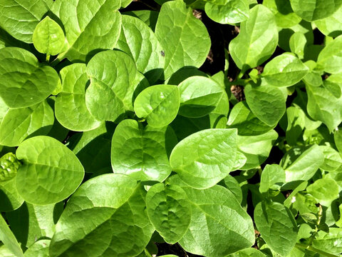 Basella alba or Malabar spinach plant image
