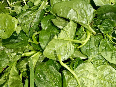 Basella alba or Malabar spinach plant image