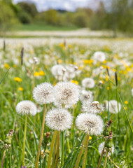 Fototapeta premium Field, meadow with yellow and white dandelions