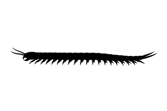 Centipede Silhouette, Long segmented silhouette resembling a centipede or millipede, symbolizing persistence and adaptability