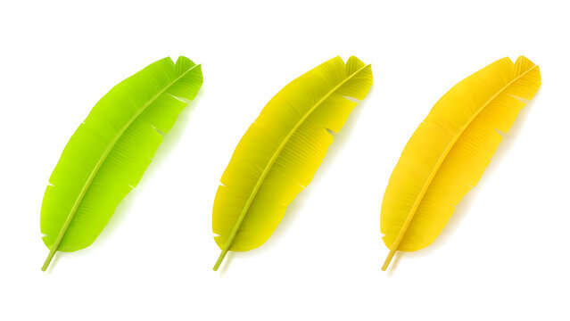 Tropical Banana Leaf Vector Set Isolated