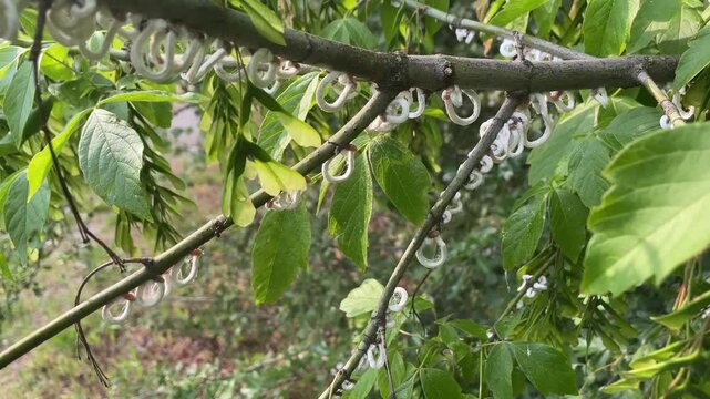 Macro close-up of white cottony scale insects (Takahashia japonica)  clustered along a tree branch of hawthorn in a natural garden environment. Detailed view of a severe pest infestation affecting orn