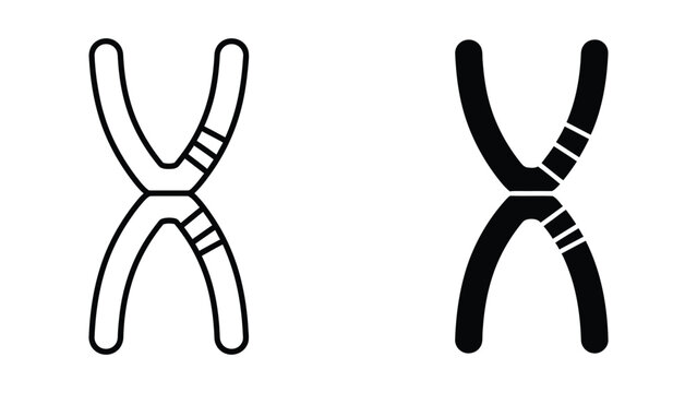 Chromosome crossing over during cell division illustration