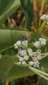 A cinematic macro shot at eye-level revealing the intricate texture of a golden honeybee's fuzzy body and delicate wings. The bee is precisely perched on a cluster of small white flowers and buds, dil