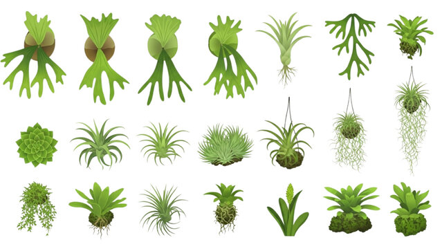 Lush Tropical Epiphytes Vector Icons: Rare Staghorn Ferns & Air Plants Icon Sheet, Vibrant Emerald Lime Gradients, Organized Grid Flat Design.