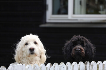 two white and black puppies dogs  © kotysya