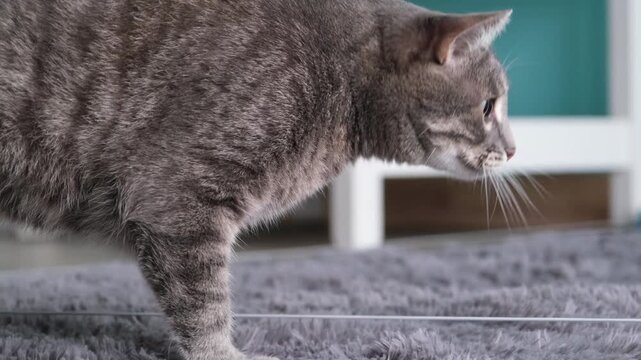 cute tabby cat playing with moving string catching toy