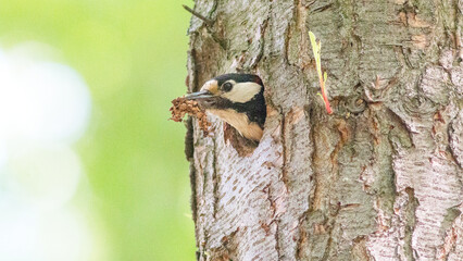 Fototapeta premium great tit on a branch