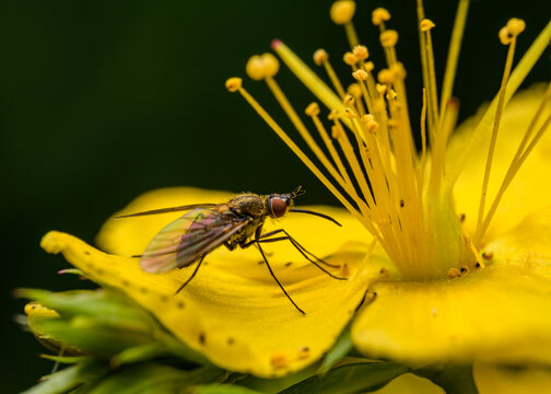 bee fly (Phthiria pulicaria) female on yellow St. John's wort flower