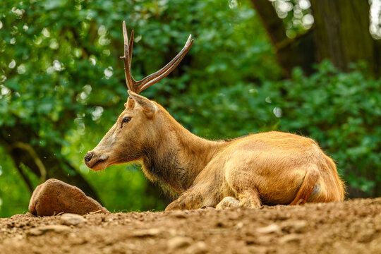 Pere David's deer (Elaphurus davidianus) aka milu or elaphure