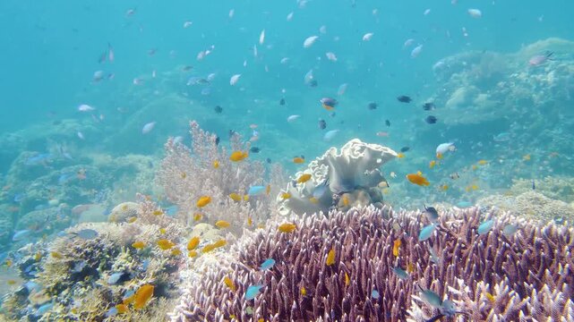 Reef Coral Scene. Tropical underwater sea fish. Hard and soft corals, underwater landscape. Leyte, Philippines.