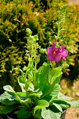 Dziewanna ogrodowa 'Sugar Plum', Verbascum hybrida, kwitnąca dziewanna w ogrodzie, różowe kwiaty dziewanny, Garden Mullein 'Sugar Plum', blooming mullein in the garden, pink mullein flowers  © kateej