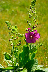 Dziewanna ogrodowa 'Sugar Plum', Verbascum hybrida, kwitnąca dziewanna w ogrodzie, różowe kwiaty dziewanny, Garden Mullein 'Sugar Plum', blooming mullein in the garden, pink mullein flowers  © kateej