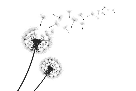 Black Dandelion Silhouette with Flying Seeds. Vector illustration dandelion time. Black Dandelion seeds blowing in the wind. The wind inflates a dandelion isolated on a white background.