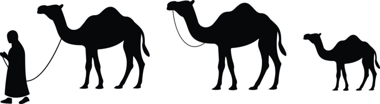 Camel silhouette and outline vector icon set collection group with Arabian desert animal walking handler and caravan symbols, black flat and line style illustration pack for travel design
