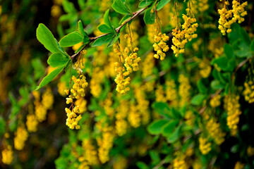 żółte kwiaty berberysu Thunberga, Berberis thunbergii, żółte kiście kwiatowe berberysu, krzew berberysu kwitnący wiosną, Bright yellow flowers bloom on barberry branches in springtime, © kateej