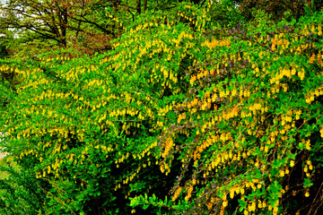 żółte kwiaty berberysu Thunberga, Berberis thunbergii, żółte kiście kwiatowe berberysu, krzew berberysu kwitnący wiosną, Bright yellow flowers bloom on barberry branches in springtime, © kateej