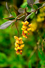 żółte kwiaty berberysu Thunberga, Berberis thunbergii, żółte kiście kwiatowe berberysu, krzew berberysu kwitnący wiosną, Bright yellow flowers bloom on dark red barberry branches in springtime, © kateej