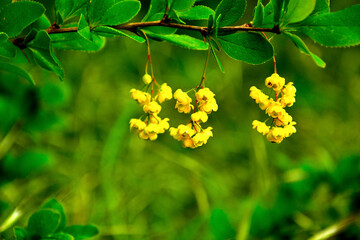 żółte kwiaty berberysu Thunberga, Berberis thunbergii, żółte kiście kwiatowe berberysu, krzew berberysu kwitnący wiosną, Bright yellow flowers bloom on barberry branches in springtime, © kateej