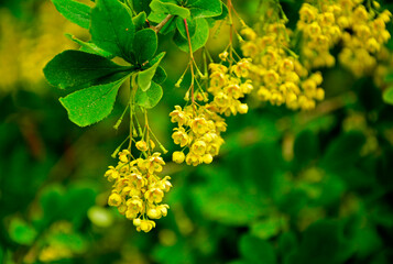 żółte kwiaty berberysu Thunberga, Berberis thunbergii, żółte kiście kwiatowe berberysu, krzew berberysu kwitnący wiosną, Bright yellow flowers bloom on barberry branches in springtime, © kateej