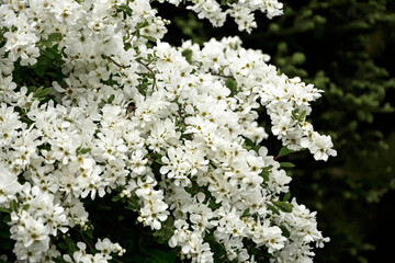 Obiela mieszańcowa 'The Bride', Exochorda macrantha, kwitnący na biało ozdobny krzew wiosenny, E. × macrantha, White Exochorda macrantha or Pearl Bush, ‘The Bride’ in white flower,  © kateej