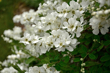 Obiela mieszańcowa 'The Bride', Exochorda macrantha, kwitnący na biało ozdobny krzew wiosenny, E. × macrantha, White Exochorda macrantha or Pearl Bush, ‘The Bride’ in white flower,  © kateej