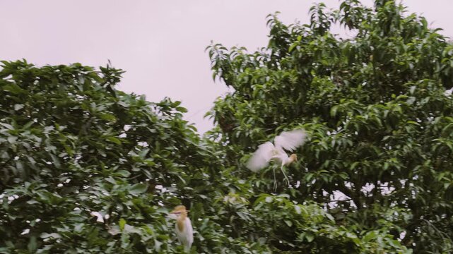 Sch&ouml;ner Weisse Reiher in Petulu, Bali in einem Baum, Nahaufnahme