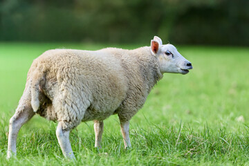 A white sheep stands in a vibrant green field, its mouth slightly open. The natural light highlights its fluffy wool and alert expression in a tranquil rural setting. © erwin