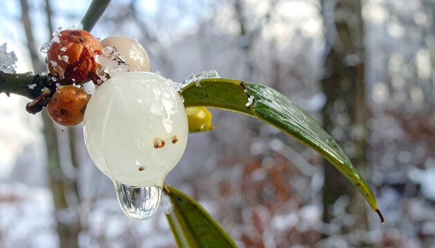Close-up of mistletoe berries with translucent sticky viscin in winter