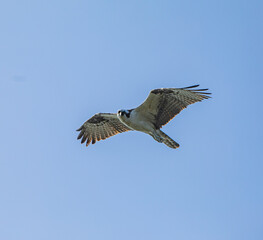 Obraz premium osprey in flight