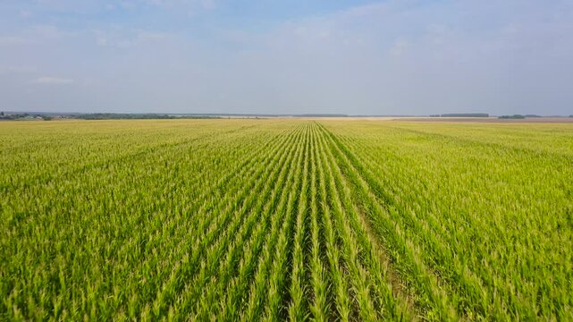 Corn field, aerial over the rows of corn stalks, Path between fields. Agriculture theme. Landscape With Growing Corn Field.