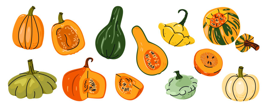 Autumn collection of pumpkins and squashes in flat hand drawing style. Collection of vegetables isolated on light background. Cozy seasonal vector illustration of healthy food