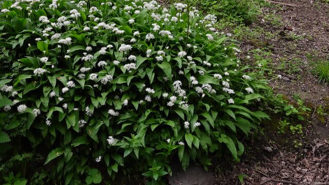 Wild garlic plants blooming in forest during spring