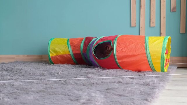 cute tabby cat playing with colorful pet tunnel and interactive electric moving string catching toy