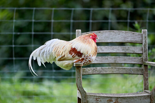 A handsome rooster rests comfortably on a rustic wooden chair in a garden setting, with a blurred green background and a wire fence visible.