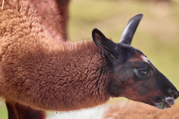happy llama © amr