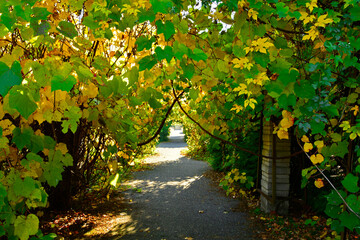 jesienne pnącza na pergoli, ścieżka pod łukiem pokrytym pnączami, autumn vines on the pergola © kateej