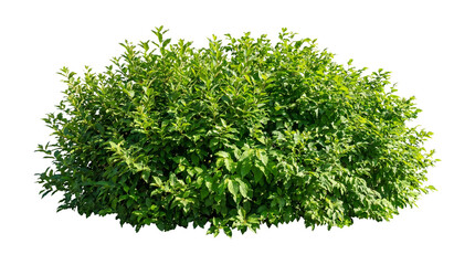 Obraz premium Lush Green Shrub Isolated on White Background