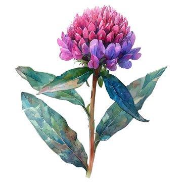watercolor of Gomphrena Flower vector painting, isolated on a white background.