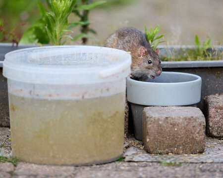 A brown rat drinks from a grey bowl next to a plastic bucket of food in an outdoor setting. The rodent is alert and visible near garden plants and stone pavers.