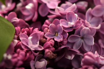 Fototapeta premium background of lilac with small drops of water close-up
